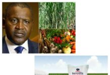 DANGOTE RESTORING VALUE TO AGRICULTURE, SPONSORS 2025 AGRIC SHOW