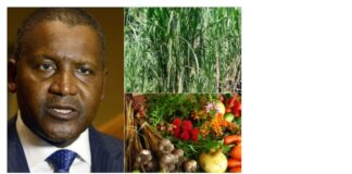 DANGOTE RESTORING VALUE TO AGRICULTURE, SPONSORS 2025 AGRIC SHOW